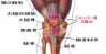 : http://www.sapporo-sports-clinic.jp/common/dat/20091019/12559276831643820891.jpg