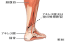 : http://www.sapporo-sports-clinic.jp/common/dat/20091016/12556748521380860263.jpg