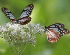 �A�T�M�}�_��