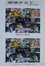 �ό�e�X�g�J�n