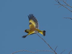 �J�����q���̔�яo��