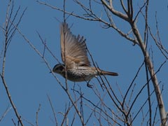 �c�O�~�̔�яo��