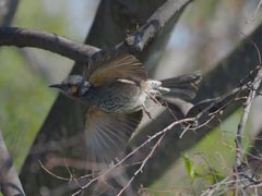 �q���h���̔�яo��