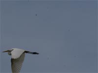 �_�C�T�M�̔��ăV�[��