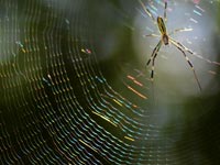 �t���̒w偂̑�