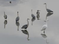 ���ʂɂ��T�M����