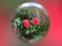 ���ʊ���