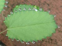 �t���ς̐��H