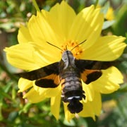 �z�V�z�E�W���N