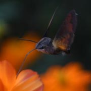 �󒆋�������z�V�z�E�W���N