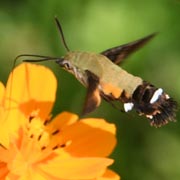 �q���N���z�E�W���N