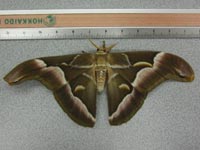 �V���W���T��