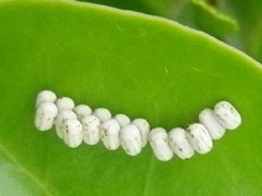 �V���W���T���̗�