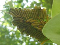 ��ʂ̐��܂ꂽ�Ă̗c��