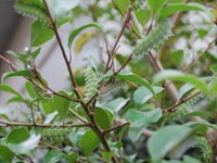 �J���t���t���ȗc���A�ُ픭��