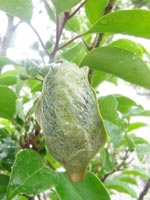 �ł����Ă̖�