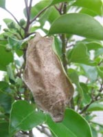 ������̖�