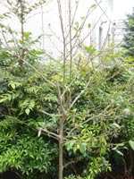 �ۗ��̃N���K�l���`