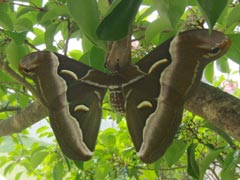 ���̉��ɂԂ牺�����Ă���