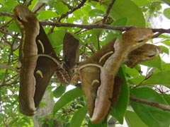 �y�A�A�������X