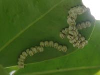 �V���W���T���̗��A�R�񕪁H