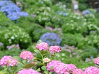 ���������̗�