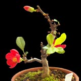 ���{�P(��)