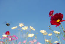 ���c�܂�̂������̃R�X���X