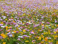 �V���z�I�R�X���X��