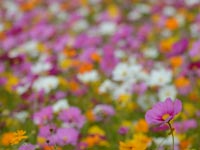 ������I�J���t���I