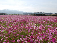 ��Ԃ̃R�X���X