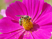 ���c�܂�̂������̃R�X���X