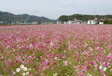 �����̃R�X���X