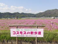 �������̃R�X���X