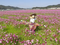 �������̃R�X���X