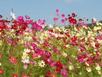 ���c�܂�̂������̃R�X���X