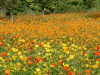 ���c�܂�̂������̃L�o�i�R�X���X