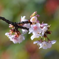 �J���U�N��