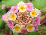 ���c�܂�̂������̃R�X���X