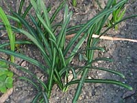 �t���L�тĂ����ފ݉�