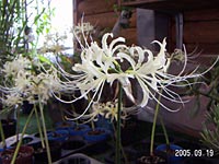 �����Ă������ފ݉�