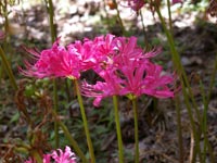 �Z���s���N�̔ފ݉�