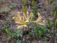 ���������F�̔ފ݉�