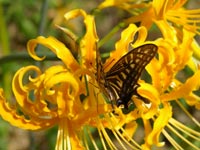 �A�Q�n�`���E