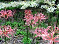 �s���N�̔ފ݉�