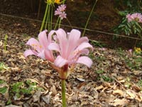 �i�c�Y�C�Z���iLycoris squamigera�j