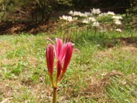 �Z���s���N�̔ފ݉Ԃ̂ڂ�