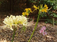 �R��ނ̔ފ݉�