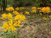 �V���E�L�Y�C�Z��(���c����)