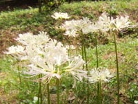 ���F�i�����s���N�j�̔ފ݉�